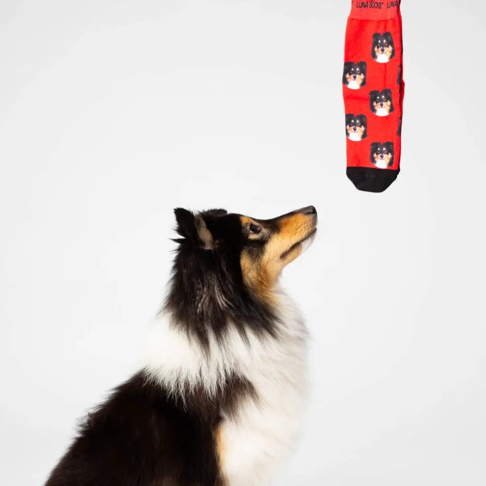 Gepersonaliseerde sokken met een Collie foto van Luna Socks