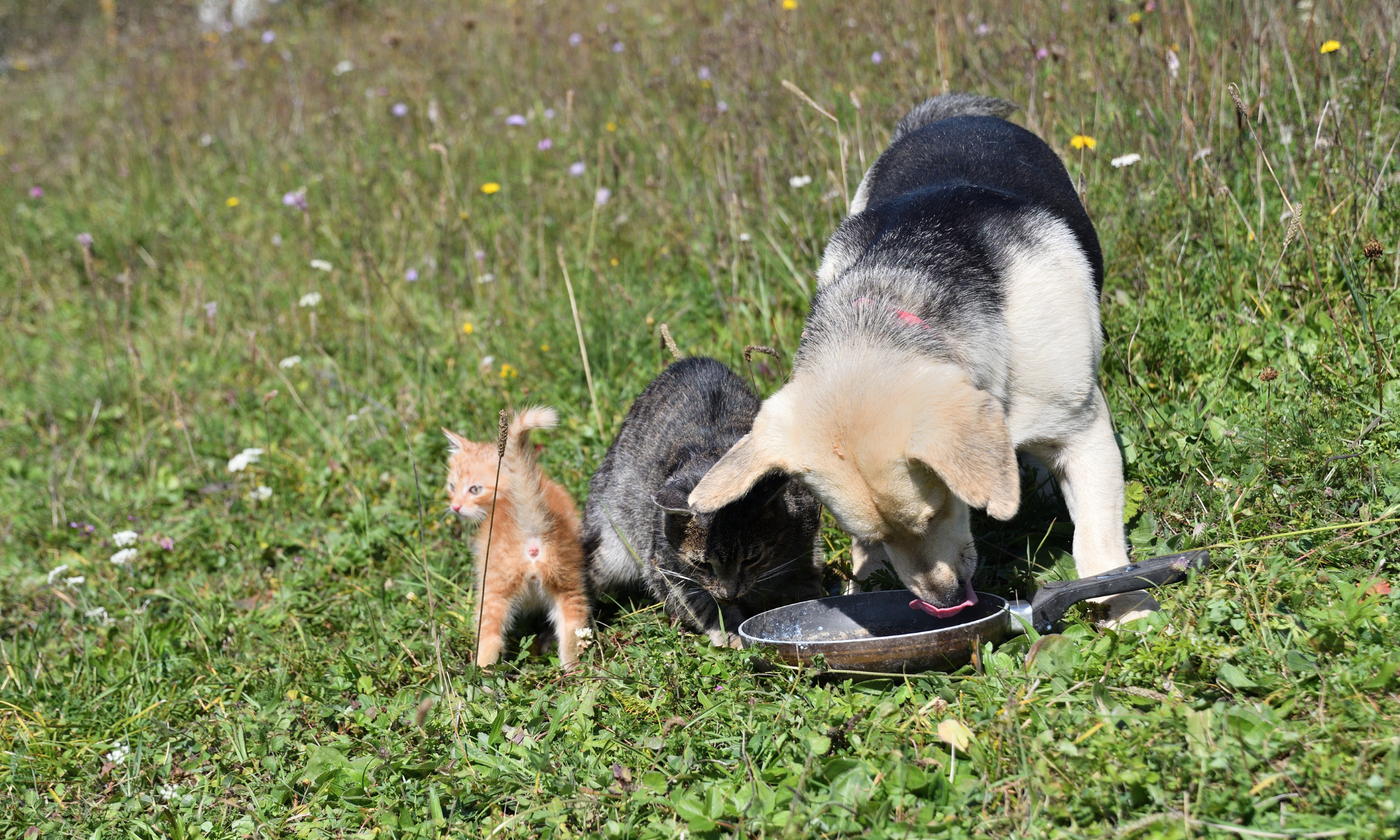 Hungrige Tiere aus dem Tierheim